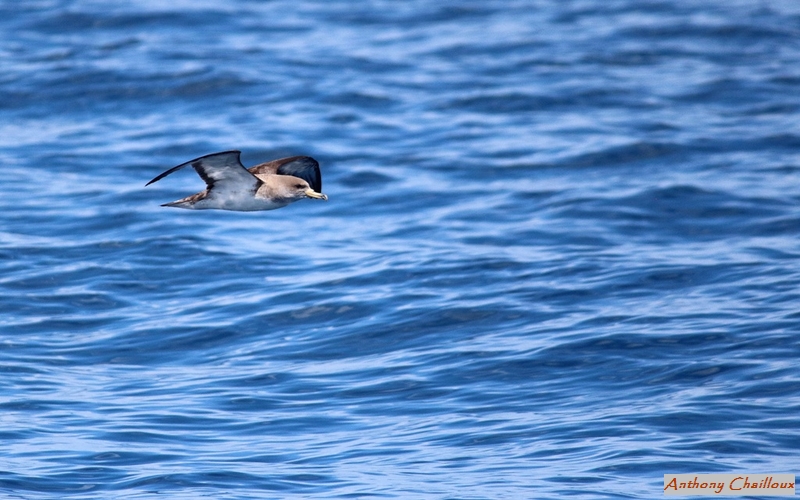 Puffin de scopoli.JPG